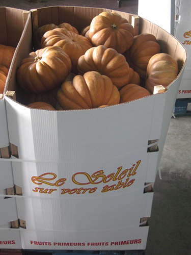 box-courges-x-40-pieces
