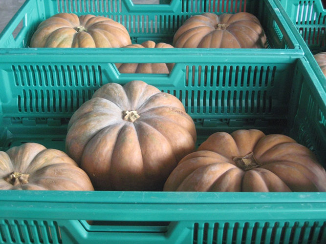 courge-x-3-colis-60x40-2