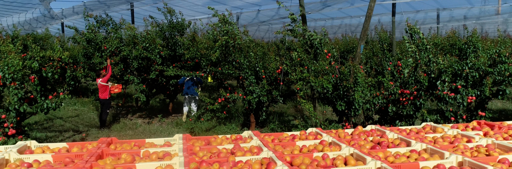 producteur-abricots