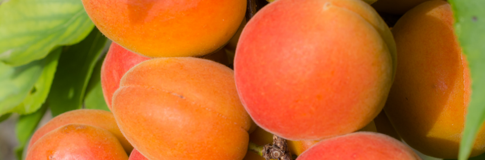 producteur-abricots2