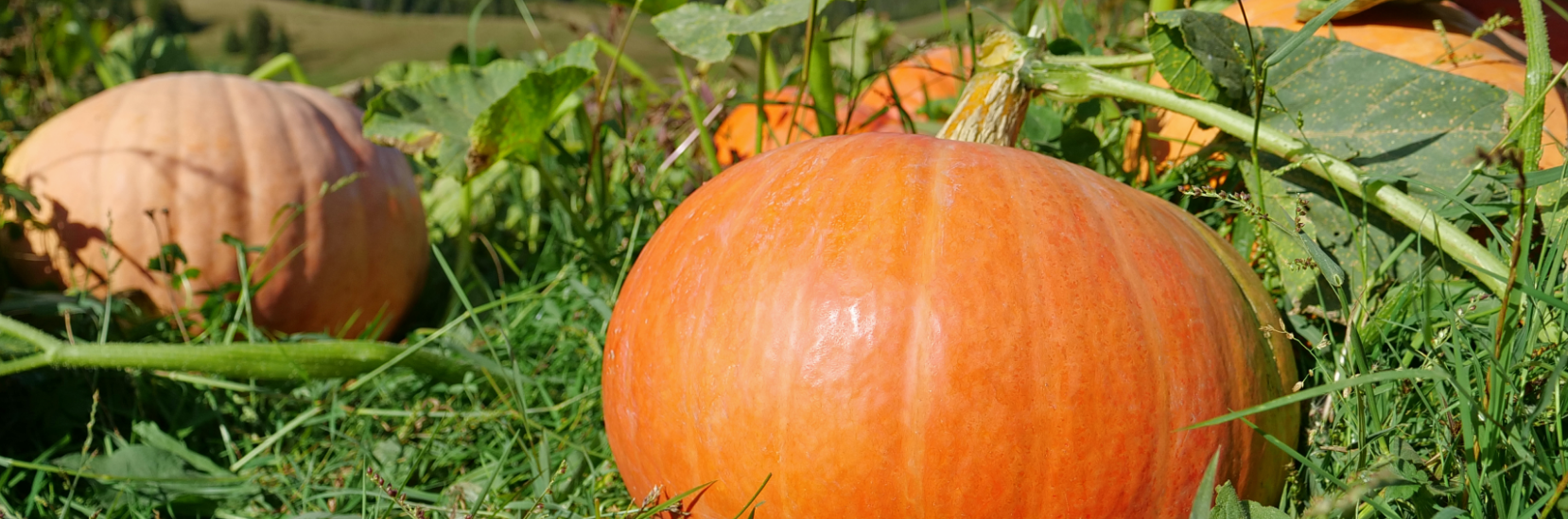 producteur-courge